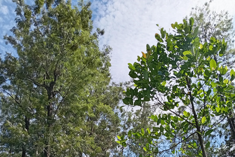 Kandy: Full-Day Tuk-Tuk Tour with Temples & Gardens by Local