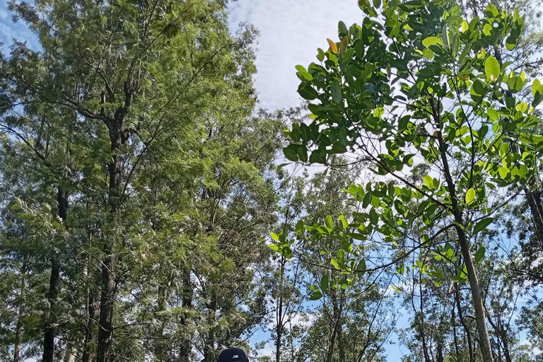 Kandy: Full-Day Tuk-Tuk Tour with Temples & Gardens by Local