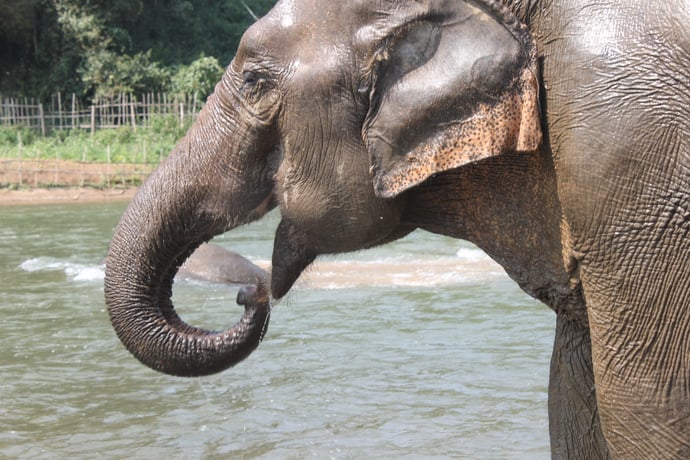 Луангпрабанг: E-Mountain Bike Tour & Elephant Sanctuary