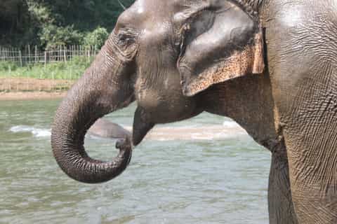 luang prabang emountain bike tour elephant sanctuary