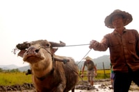 Luang Prabang, Rice Farm et Kuang Si Waterfall Tour - Hizvo