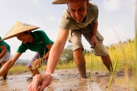 Luang Prabang, Rice Farm et Kuang Si Waterfall Tour - Hizvo