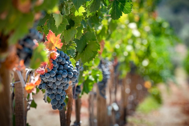 Kapadocja: Prywatna półdniowa wycieczka po winnicach i degustacja wina