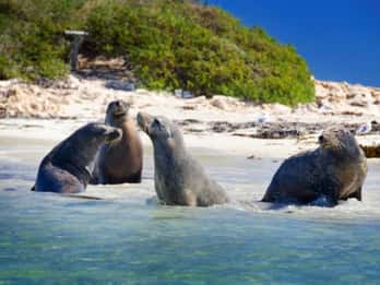Rockingham: Shoalwater Islands Tour and Penguin Island
