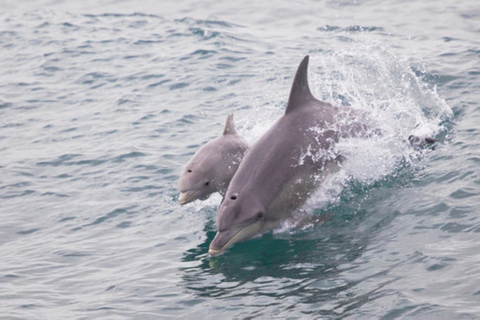 Rockingham: 1 uur durende Shoalwater Islands Tour & Penguin Island