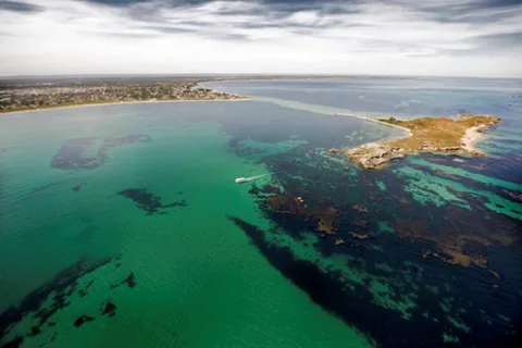 Rockingham: Excursión a las Islas Shoalwater e Isla de los Pingüinos