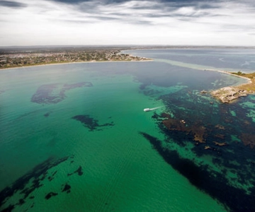 Rockingham: Shoalwater Islands Tour and Penguin Island