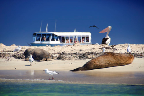 Rockingham: Rundtur på Shoalwater Islands och Penguin IslandRockingham: 1 timmes rundtur på Shoalwateröarna och Penguin Island