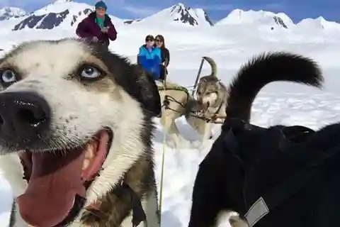 Willow: Winter Dog Sledding Adventure