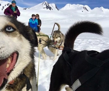Willow: Winter Dog Sledding Adventure