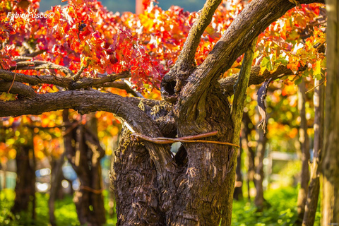 Tour romantico in tuk tuk con degustazione di vini nelle colline di Amalfi