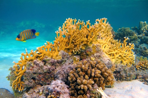 From Aqaba: Red Sea Cruise & Snorkeling Experience