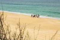 Si fonde, cavalli a cavallo sulla spiaggia con degustazione di vini - Housity