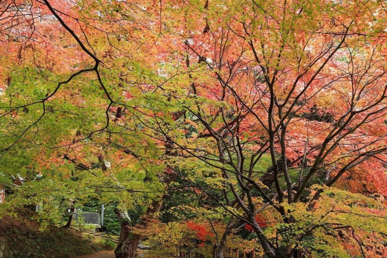 Kyoto Private Customizable Full Day Tour with Luxury Vehicle