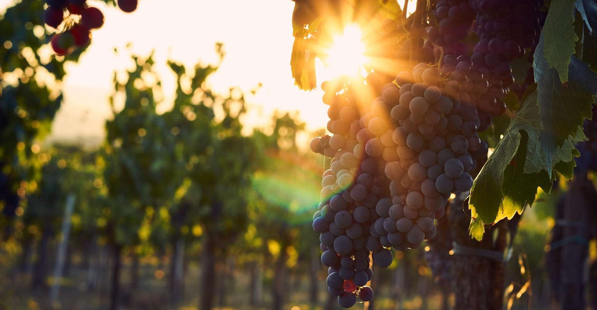 Valpolicella, tour della cantina guidata di 1,5 ore con degustazione di vini - Housity