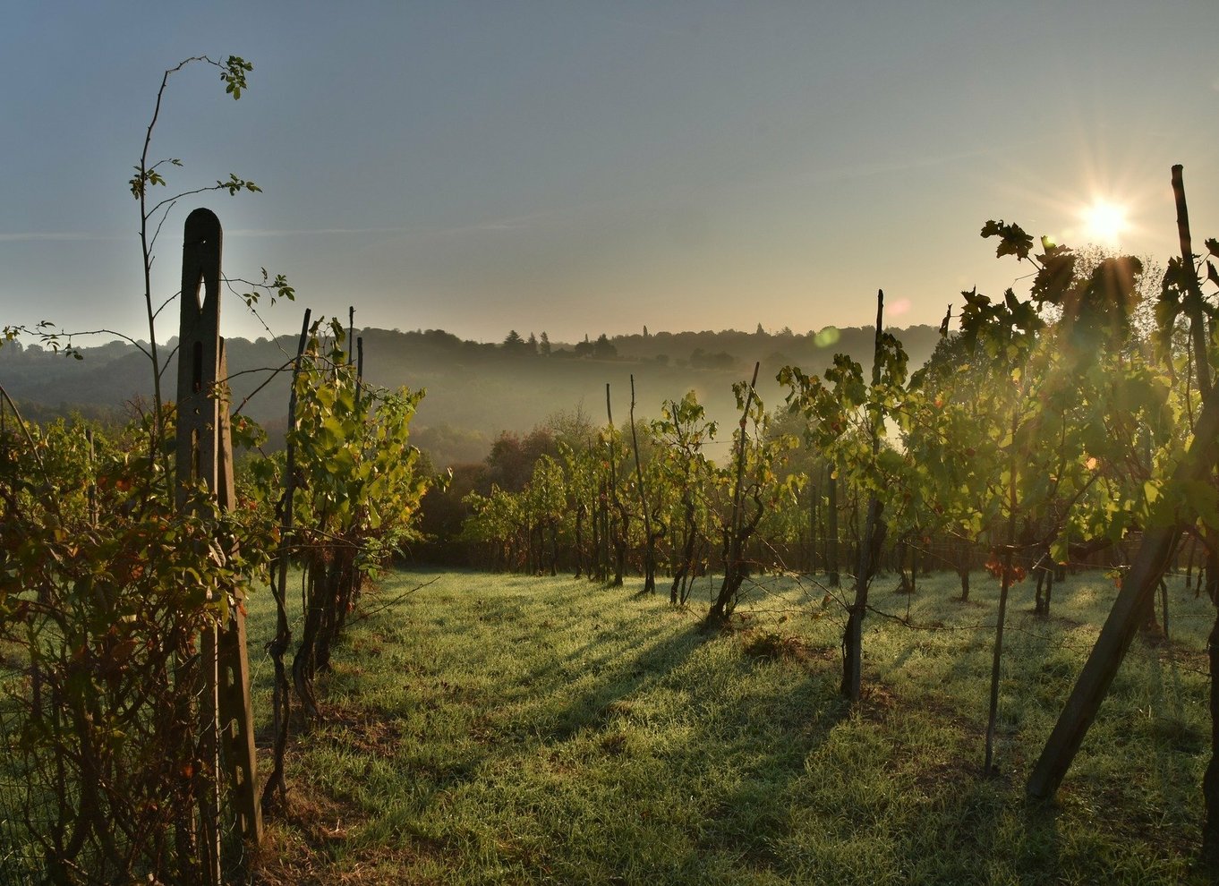 Valpolicella: 1,5-timers guidet vingårdstur med vinsmagning