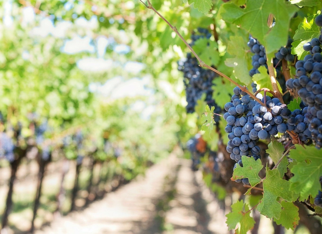 Valpolicella: 1,5-timers guidet vingårdstur med vinsmagning