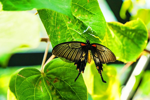 The Butterfly Gardens Entry Ticket