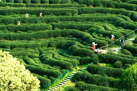 Hangzhou: Longjing Village Tea Picking and Tasting Tour