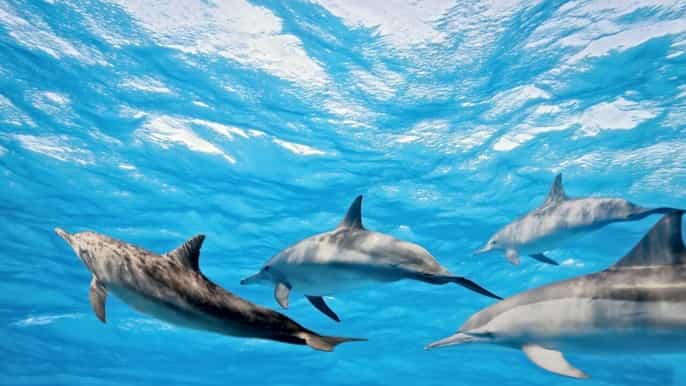 quinta do lorde swimming with dolphins