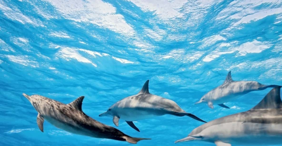 Madeira Island: Swimming with Dolphins