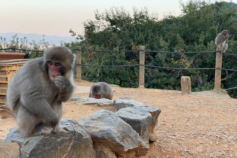 Kyoto: middag bamboebos en Monkey Park fietstocht