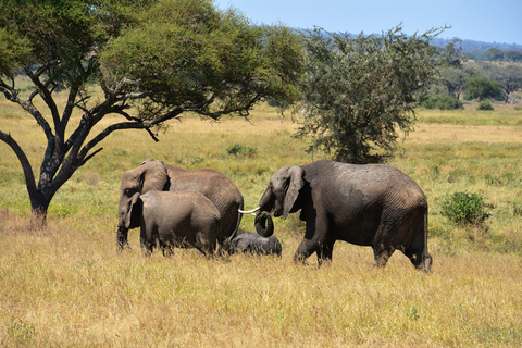 5-Day Tanzania Safari and Culture Tour