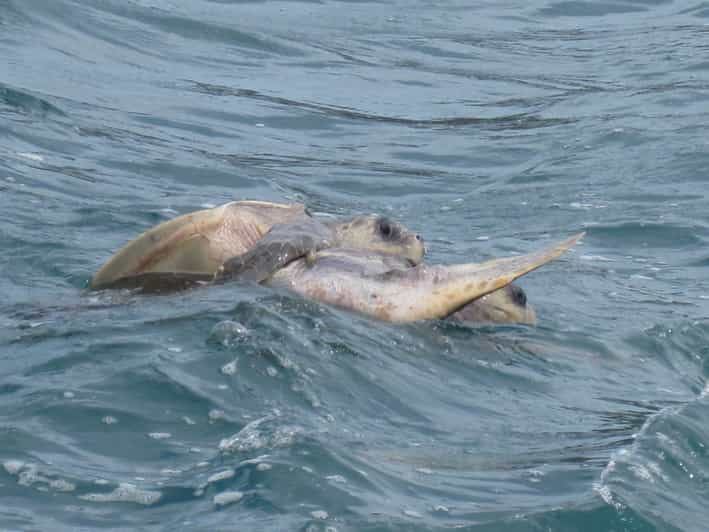 Huatulco Tour En Barco Premium Con Experiencia De Snorkel GetYourGuide