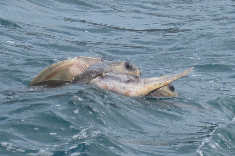 Huatulco: boottocht naar de baai van Cacaluta met snorkelen
