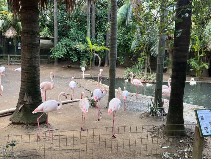 Small Group Wheel Ride, Aquarium, Bird Park, and Wine Tour GetYourGuide