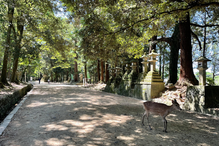 Nara: Halvdag med lokal guide – Big Buddha, hjort, helgedom, skogNara: Halvdag lokal guide- Stora Buddha, hjort, helgedom, skog