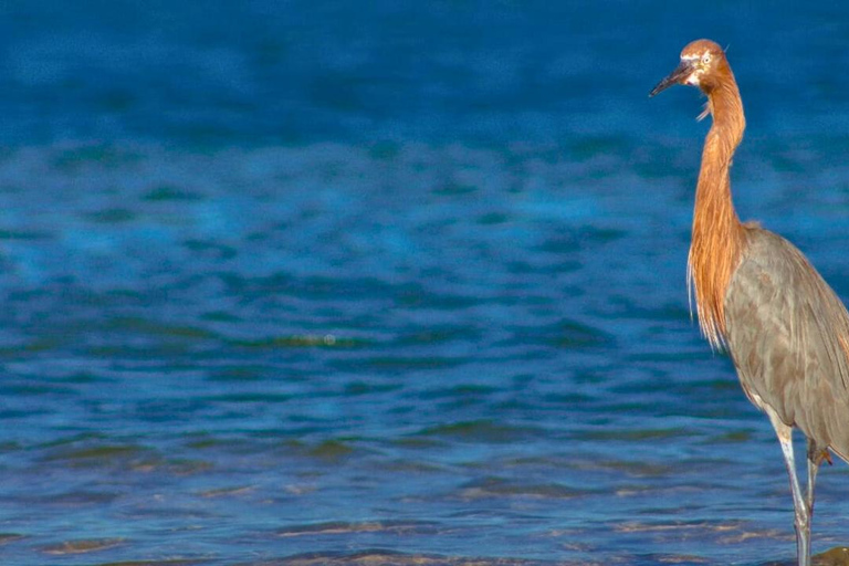 La Paz: Mangrove Adventure, Snorkeling and Shellfish Tasting