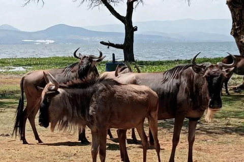 Nairobi: Crescent Island Sanctuary Day Trip with Lunch Nairobi: Crescent Island Sanctuary private day Trip