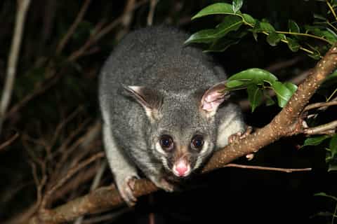Kangaroo Island: Nocturnal Animal 4WD Experience