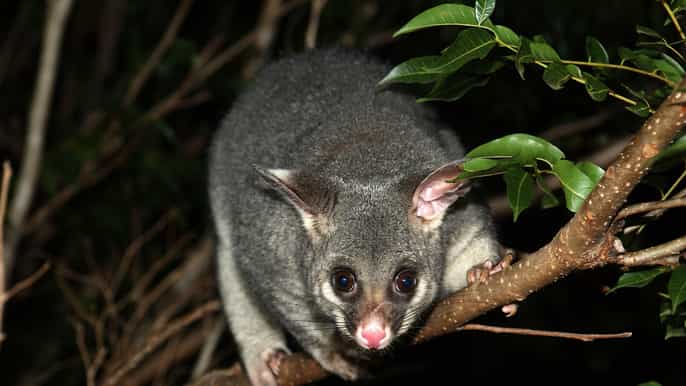 kangaroo island nocturnal animal 4wd experience