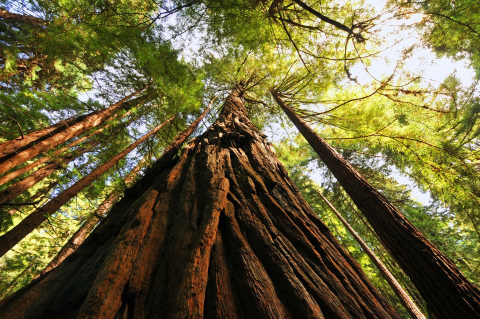 Private Muir Woods and Sausalito Tour From San Francisco