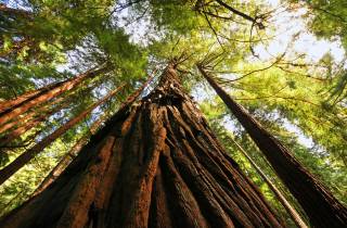 San Francisco: Private Muir Woods und Sausalito Tour