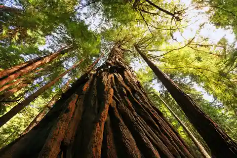 São Francisco: excursão privada a Muir Woods e Sausalito