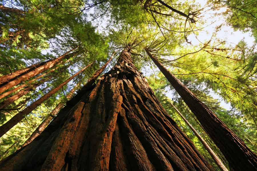 San Francisco: Private Muir Woods und Sausalito Tour. Foto: GetYourGuide San Francisco: Private Muir Woods und Sausalito Tour. Foto: GetYourGuide