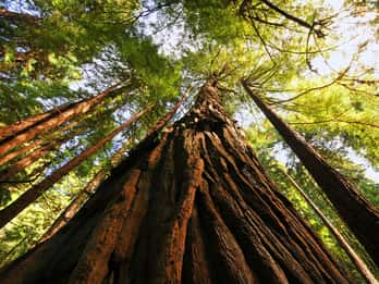 San Francisco: Private Muir Woods und Sausalito Tour San Francisco: Private Muir Woods und Sausalito Tour