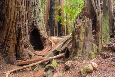 San Francisco: Prywatna wycieczka po Muir Woods i Sausalito