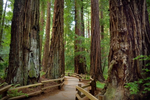San Francisco: privétour Muir Woods en Sausalito