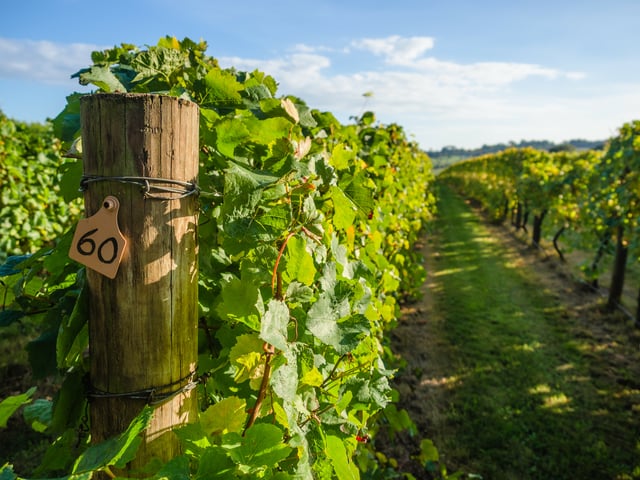 Visite guidée privée de la région viticole de Napa et Sonoma