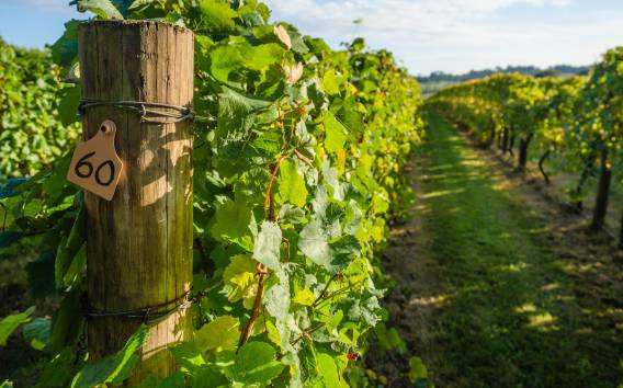 Geführte private Weintour nach Napa und Sonoma Wine Country