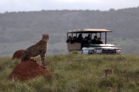 Hlosi Game Lodge: Half-Day Safari with Optional Boat Cruise