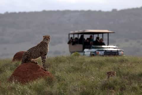 Hlosi Game Lodge: Half-Day Safari with Optional Boat Cruise