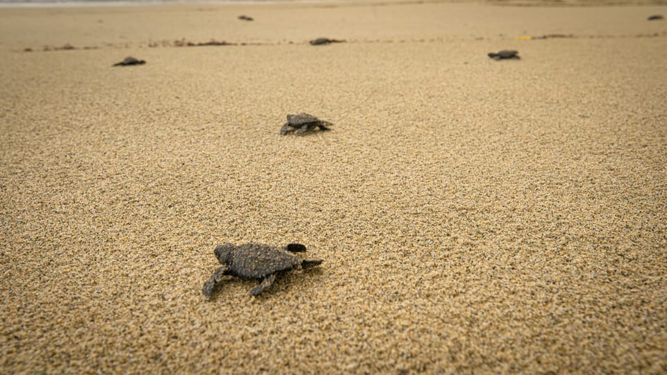 From La Crucecita: Turtle Release & Bioluminescent Plankton | GetYourGuide