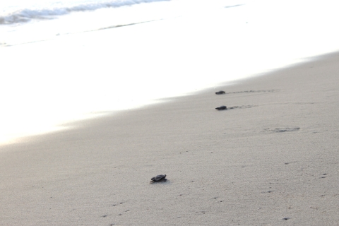 De La Crucecita: libération de tortues et plancton bioluminescent