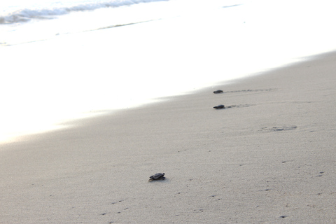 Desde La Crucecita: Liberación de tortugas y plancton bioluminiscente