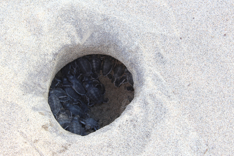 De La Crucecita: libération de tortues et plancton bioluminescent